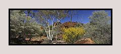 Desert Garden, Mutawintji National Park, NSW