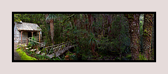 Enchanted Forest, Cradle Mountain, Tasmania
