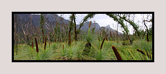 Grass trees, The Grampions
