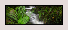 Verdant Cascades, Victorian rainforest